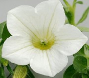 Petunia Surfinia Table White 2